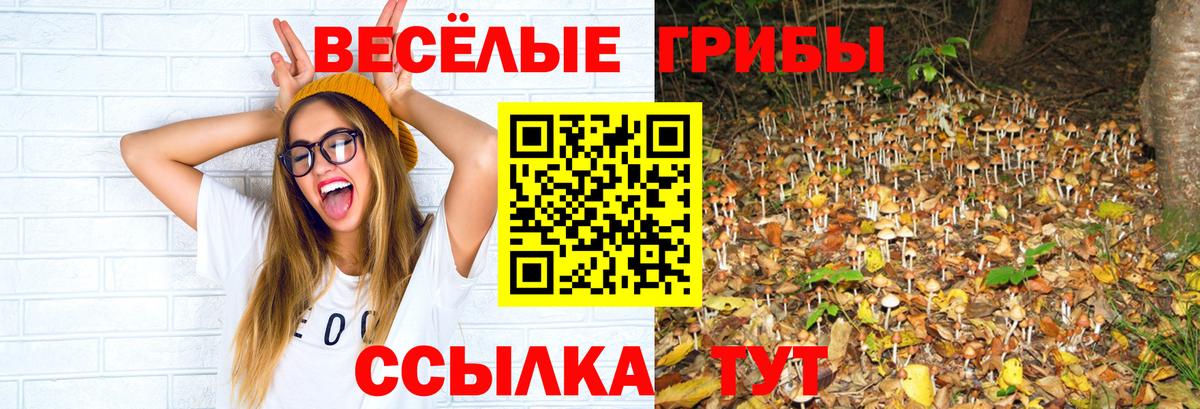 Псилоцибиновые грибы GOLDEN TEACHER Обь
